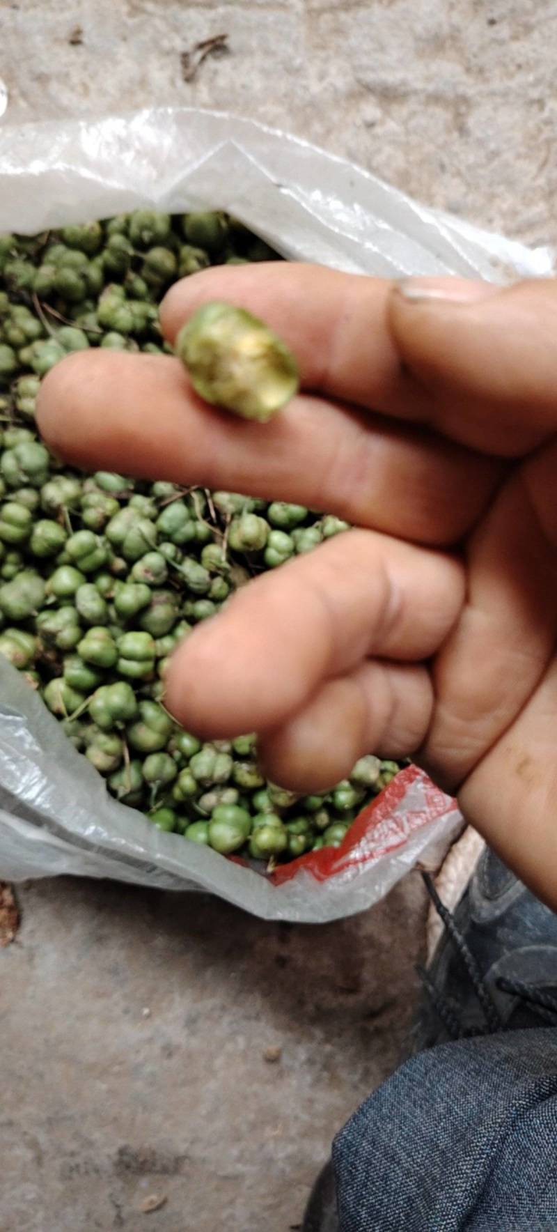 黄精鲜货，四川多花姜型不倒苗甜黄精，