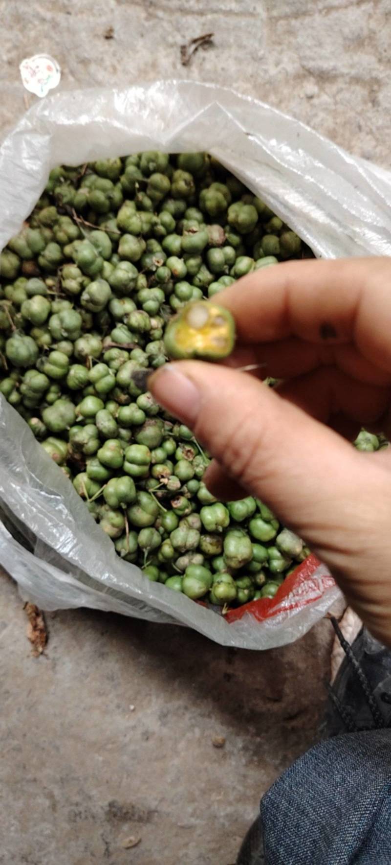 黄精鲜货，四川多花姜型不倒苗甜黄精，