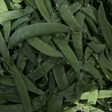 荷兰豆全年供应货物稳定量大