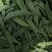 荷兰豆全年供应货物稳定量大