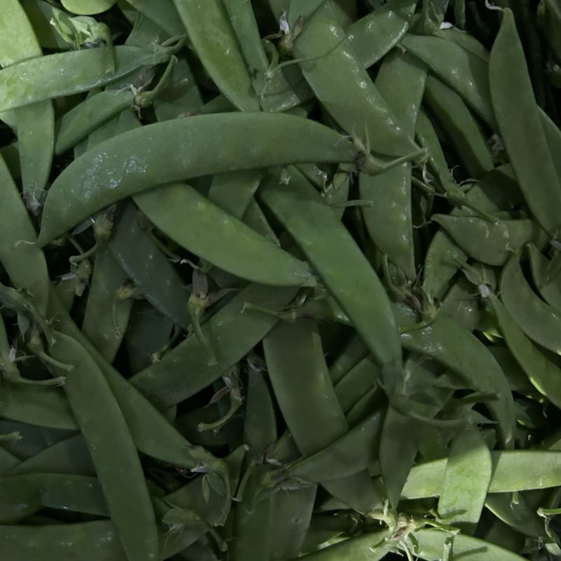 荷兰豆全年供应货物稳定量大