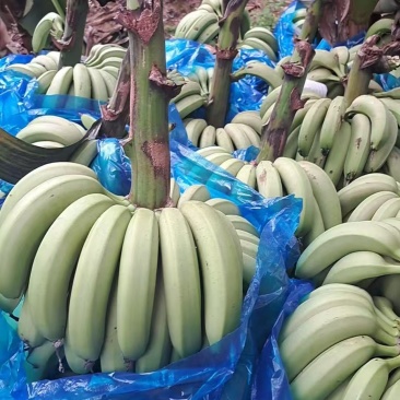 封开县香蕉