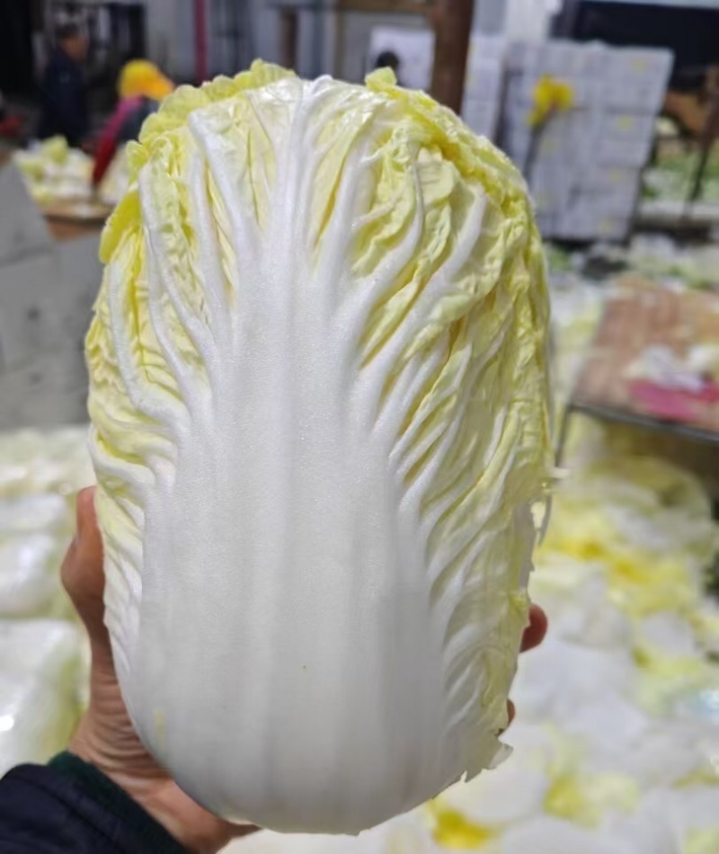 娃娃菜定西小娃娃菜现砍现发万亩基地持续供应欢迎来电咨询