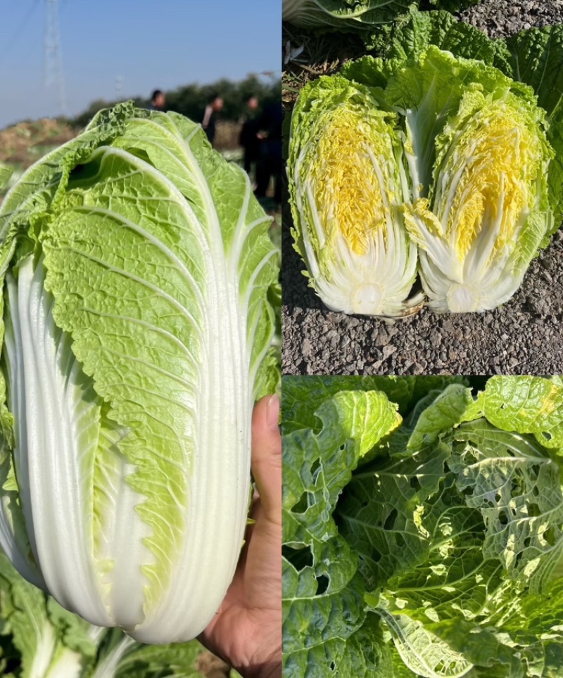 娃娃菜定西小娃娃菜现砍现发万亩基地持续供应欢迎来电咨询
