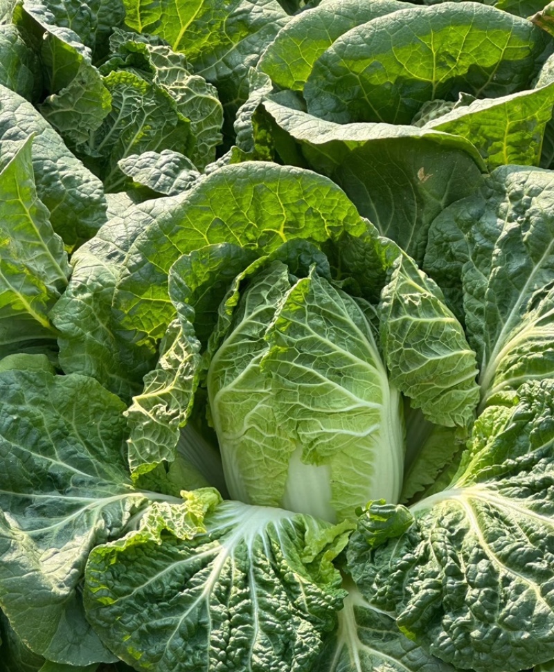 娃娃菜定西小娃娃菜现砍现发万亩基地持续供应欢迎来电咨询