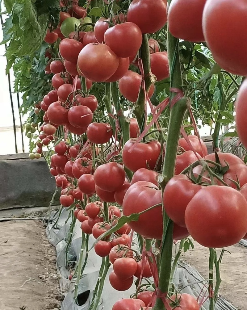 硬粉西红柿大量有货品质优现摘现发可视频看货支持整车要货