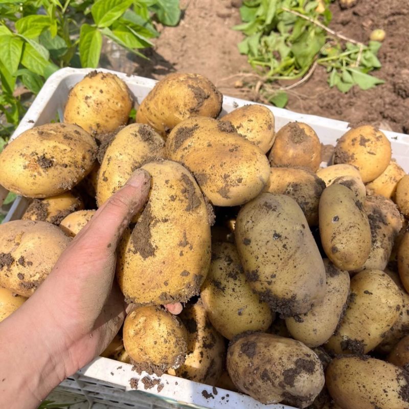 定西土豆甘肃黄心土豆大量供应品质保证代发全国
