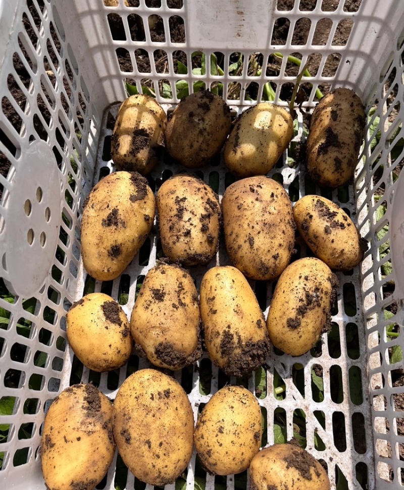 定西土豆甘肃黄心土豆大量供应品质保证代发全国