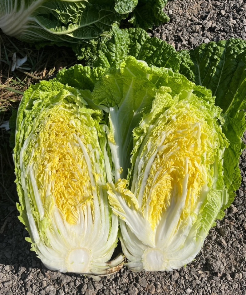 娃娃菜甘肃娃娃菜整车发货提供一条龙服务全国发货