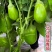 天星北斗绿冠茄子种子早熟大果抗病高产青茄子种子油亮光亮圆