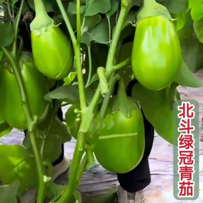 天星北斗绿冠茄子种子早熟大果抗病高产青茄子种子油亮光亮圆