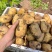 黄心土豆甘肃土豆海量货源支持视频和实地看货欢迎咨询