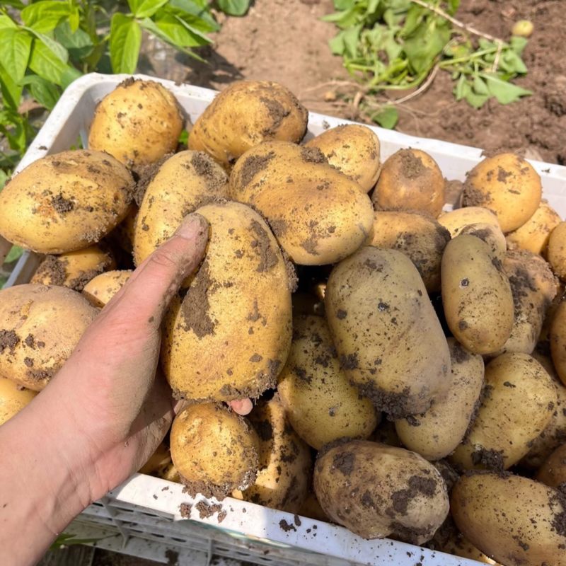 黄心土豆甘肃土豆海量货源支持视频和实地看货欢迎咨询