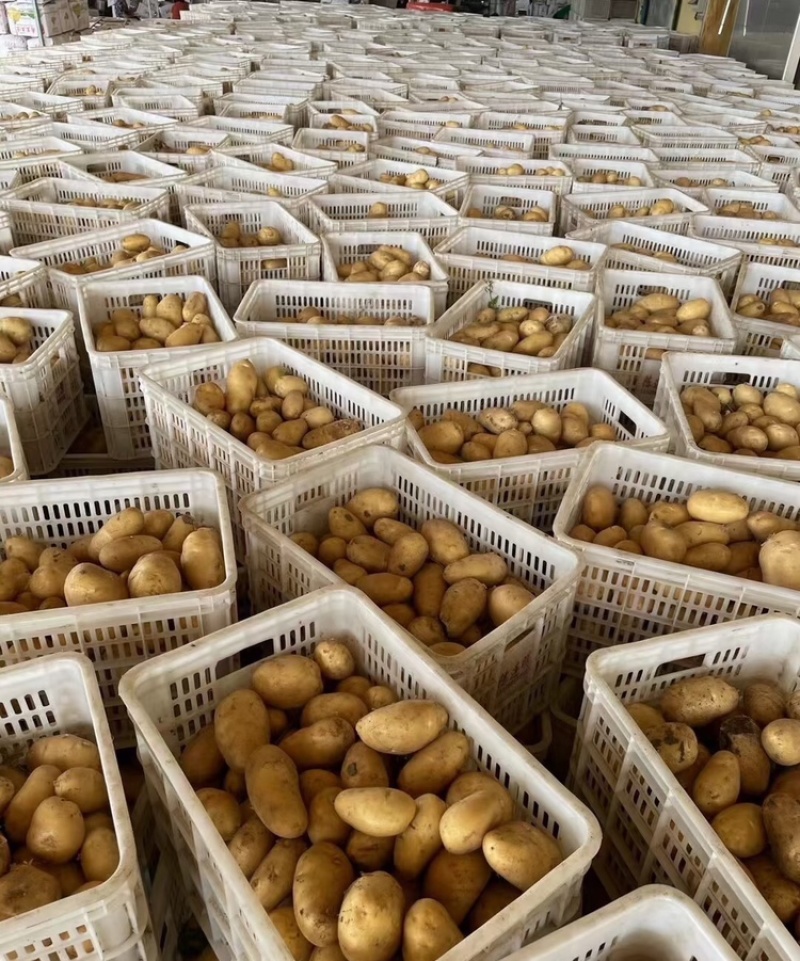 黄心土豆甘肃土豆海量货源支持视频和实地看货欢迎咨询