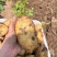黄心土豆甘肃土豆海量货源支持视频和实地看货欢迎咨询