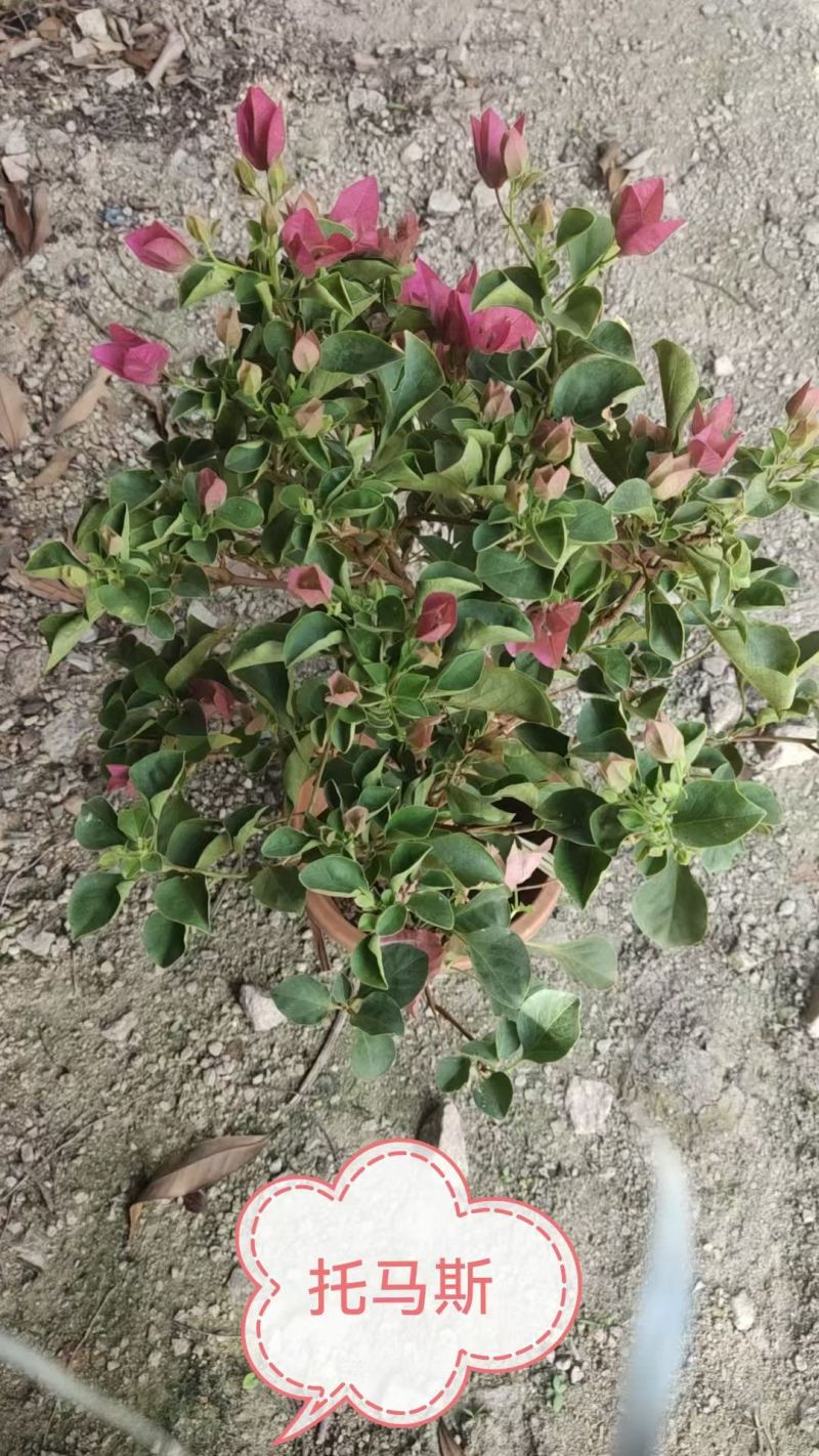 三十多个品种三角梅小红盆苗（230#250#），基地批发