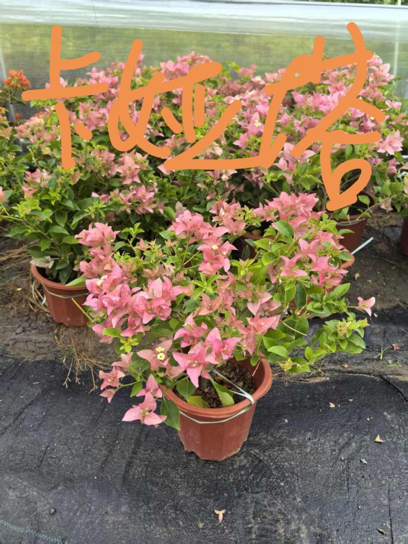三十多个品种三角梅小红盆苗（230#250#），基地批发