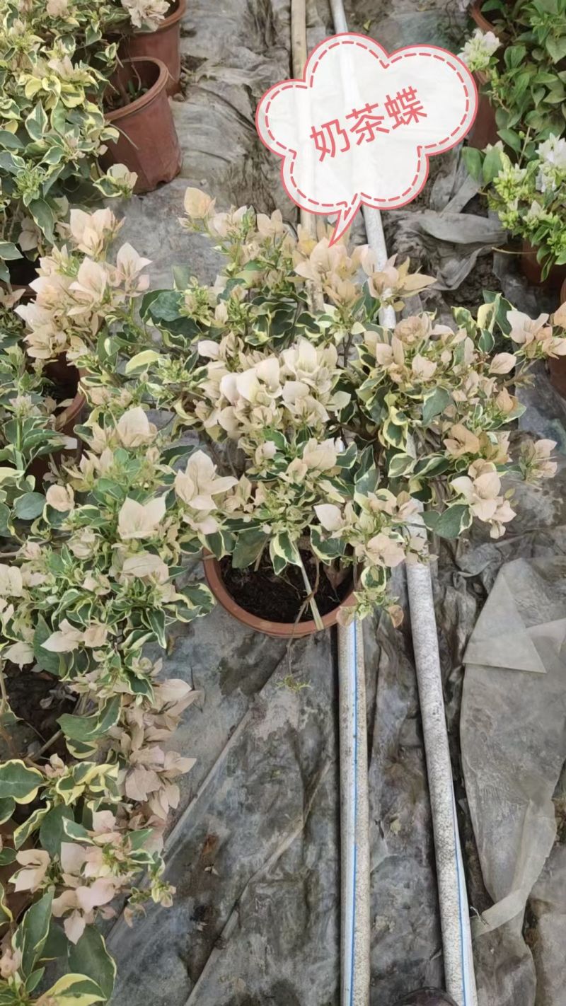 三十多个品种三角梅小红盆苗（230#250#），基地批发