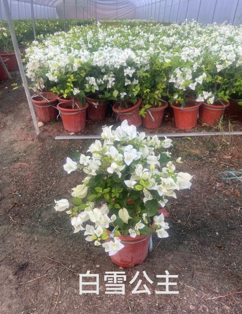 三十多个品种三角梅小红盆苗（230#250#），基地批发