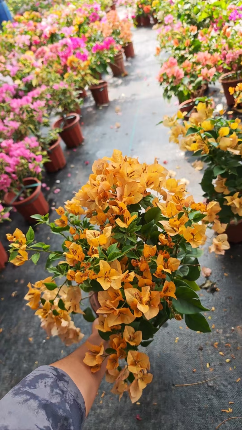三十多个品种三角梅小红盆苗（230#250#），基地批发