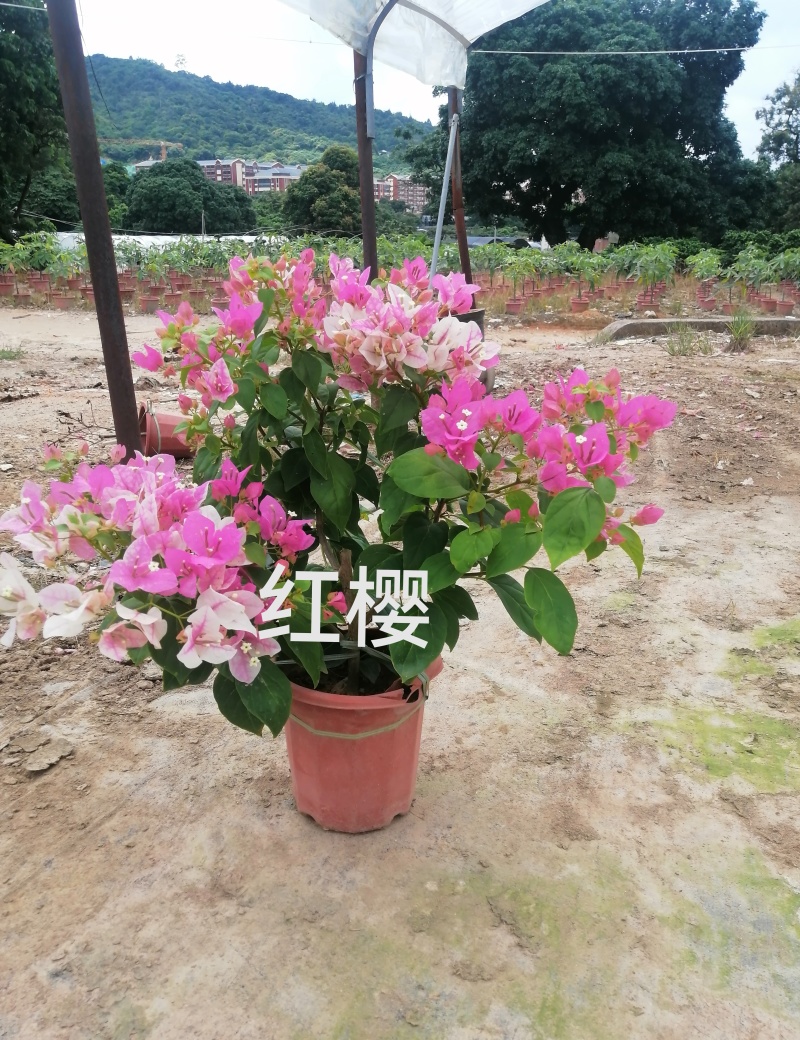 三十多个品种三角梅小红盆苗（230#250#），基地批发