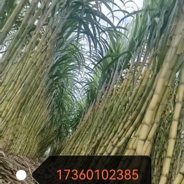 成都市金堂县黄金甘蔗