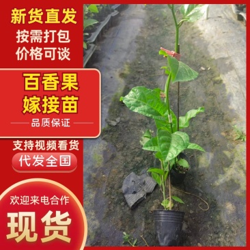百香果嫁接苗苗木品质保障新货直发支持视频看货对接全国