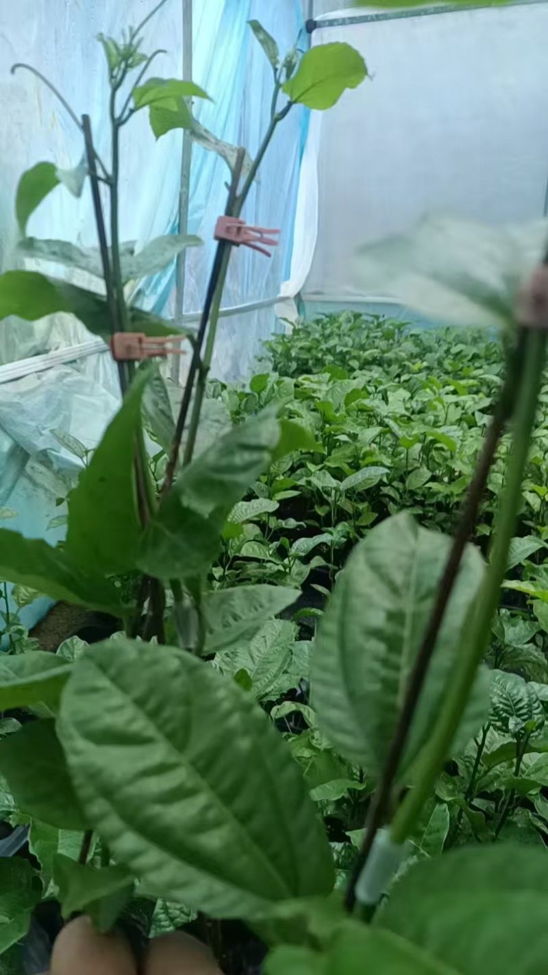 百香果嫁接苗苗木品质保障新货直发支持视频看货对接全国