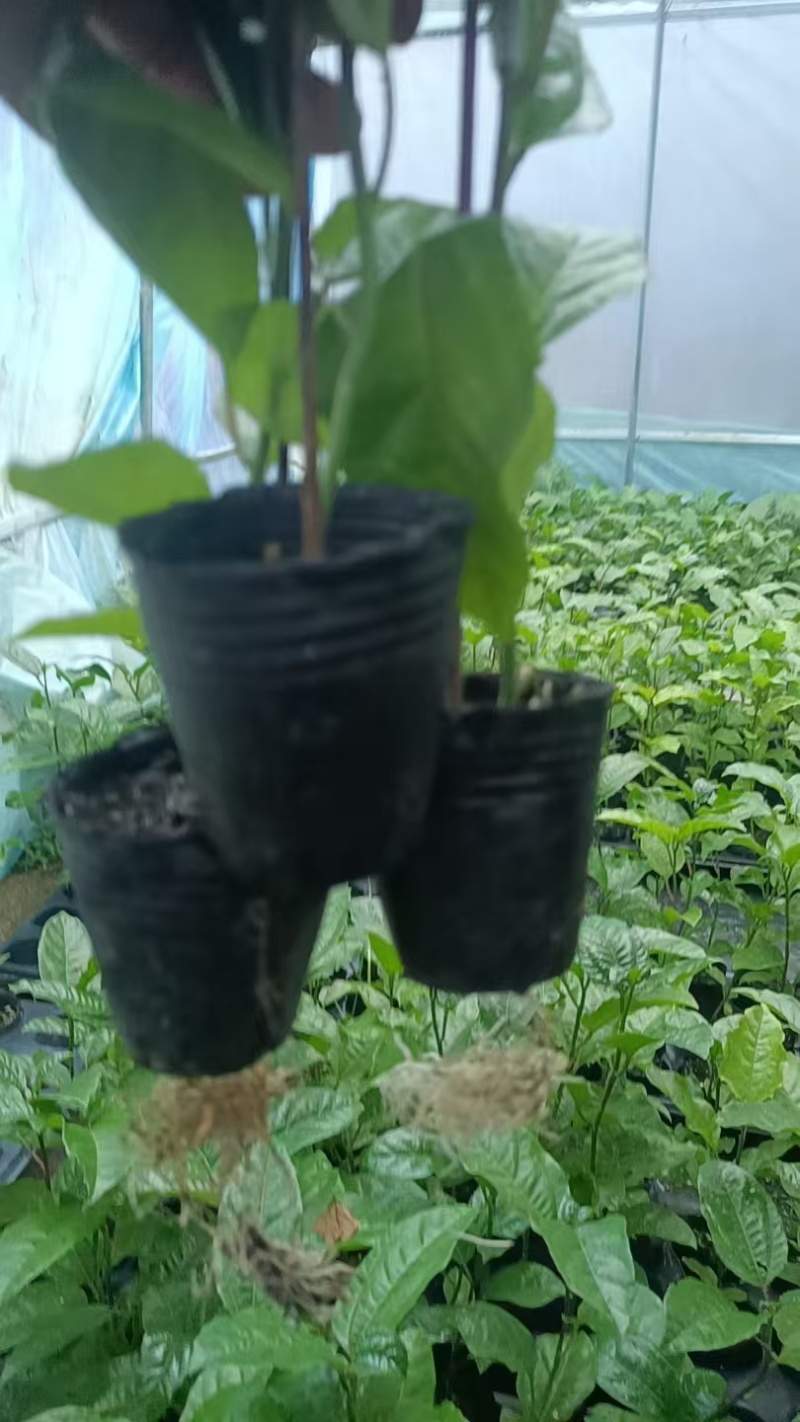 百香果嫁接苗苗木品质保障新货直发支持视频看货对接全国