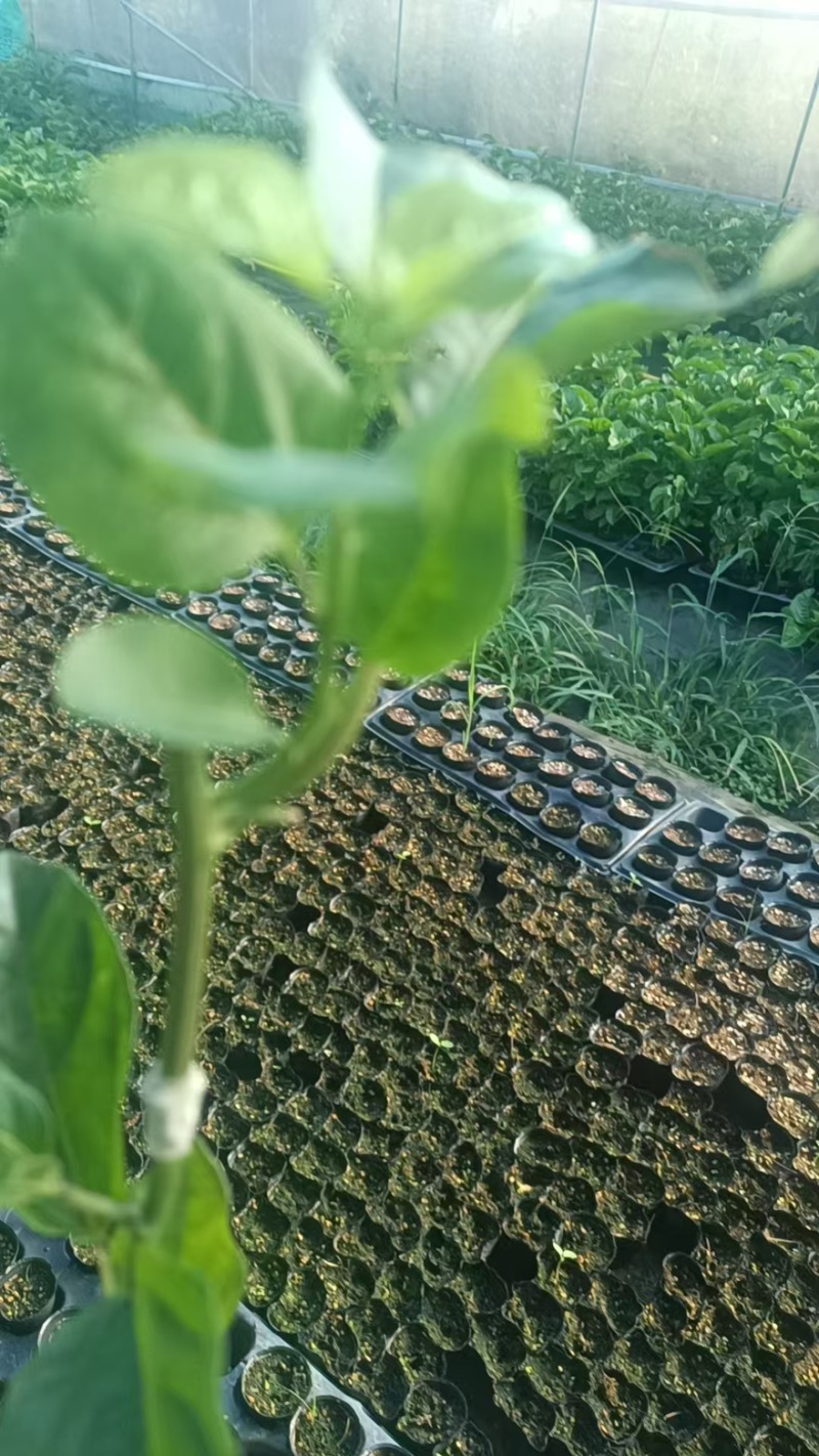 百香果嫁接苗苗木品质保障新货直发支持视频看货对接全国