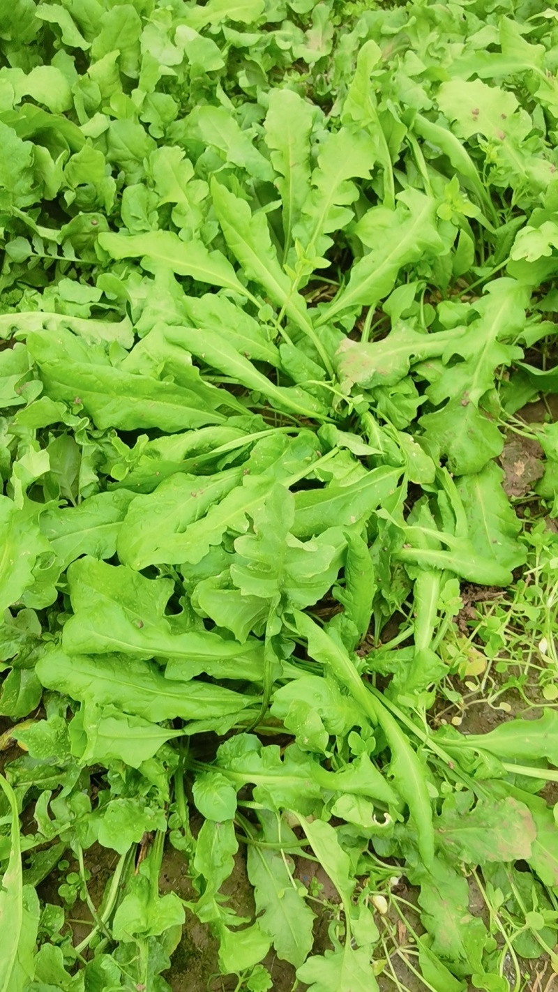荠菜销售，批发，有要的话联系***********