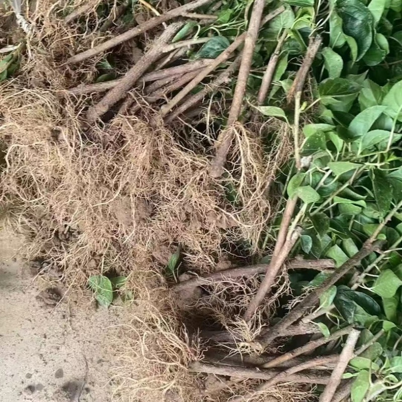 水杨桃苗
