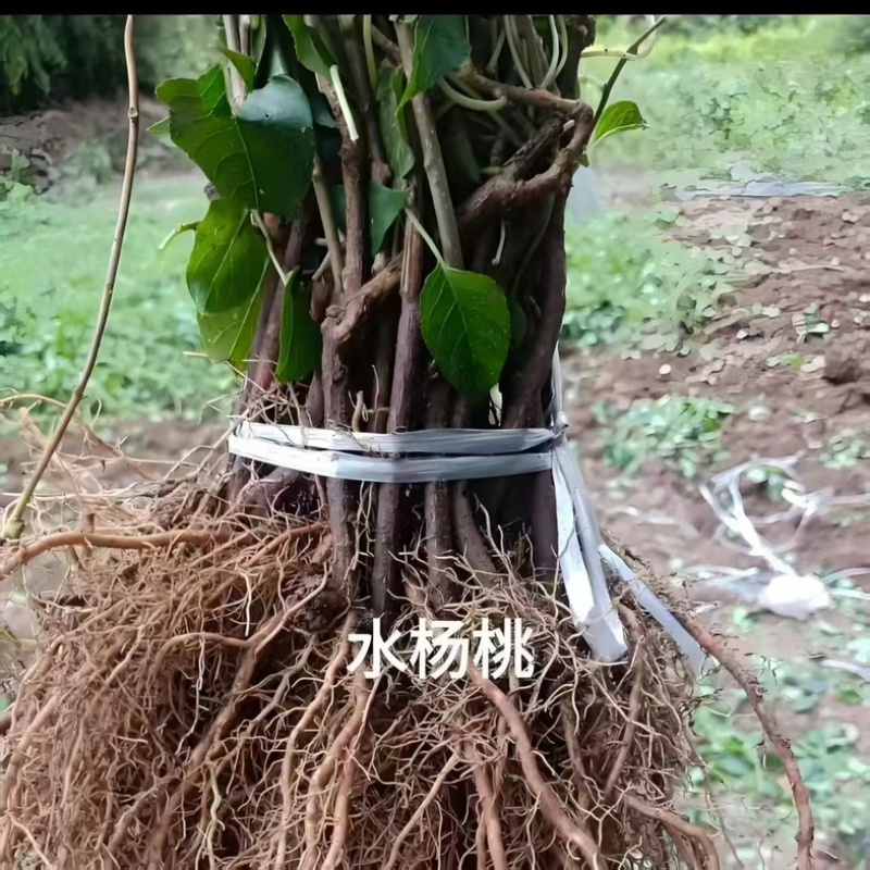 水杨桃苗