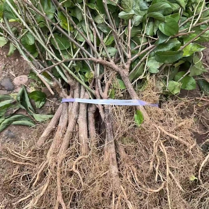 水杨桃苗