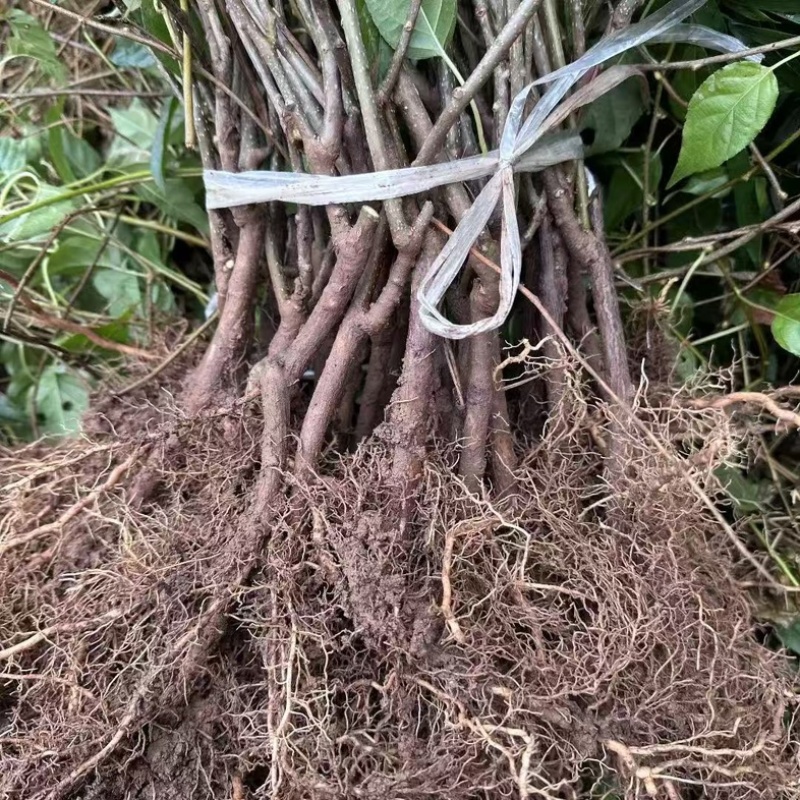 水杨桃苗