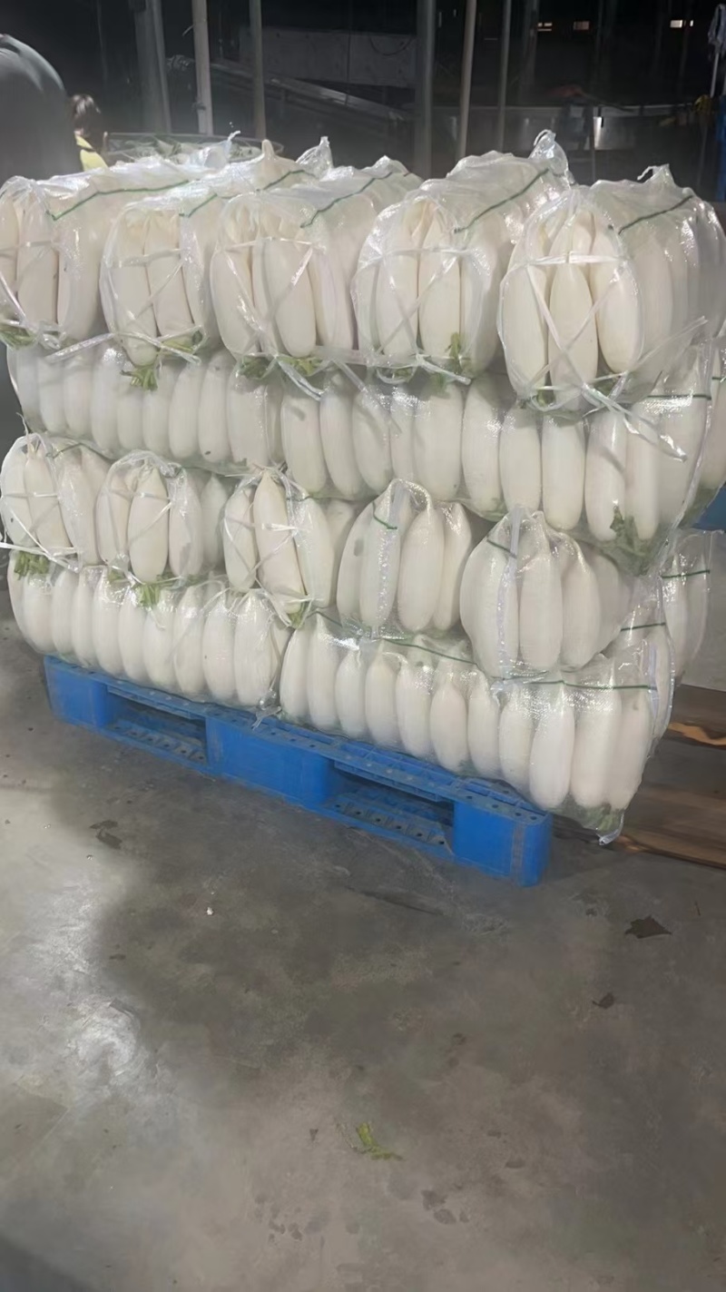 精品白萝卜白萝卜产地大量供应，货源充足，对接电商平台商超