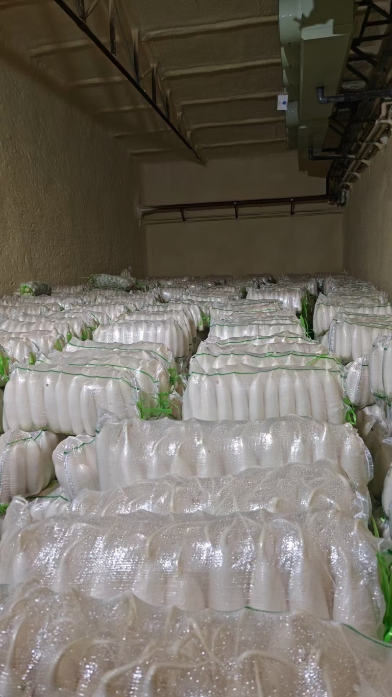 精品白萝卜白萝卜产地大量供应，货源充足，对接电商平台商超