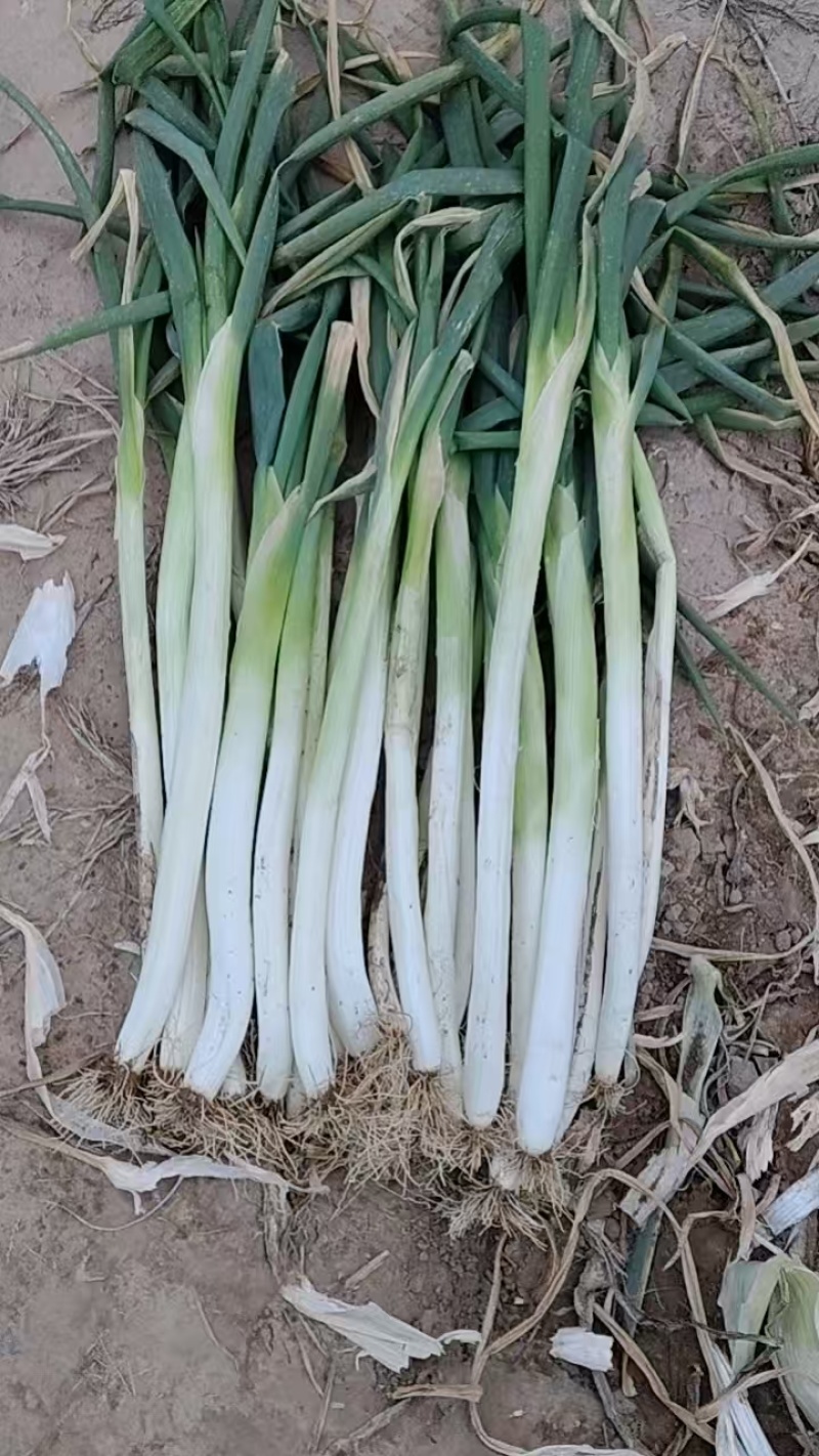 自家种植60亩大葱