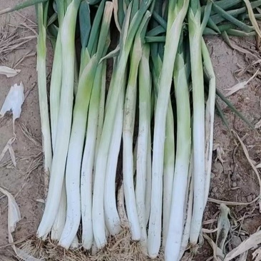 自家种植60亩大葱