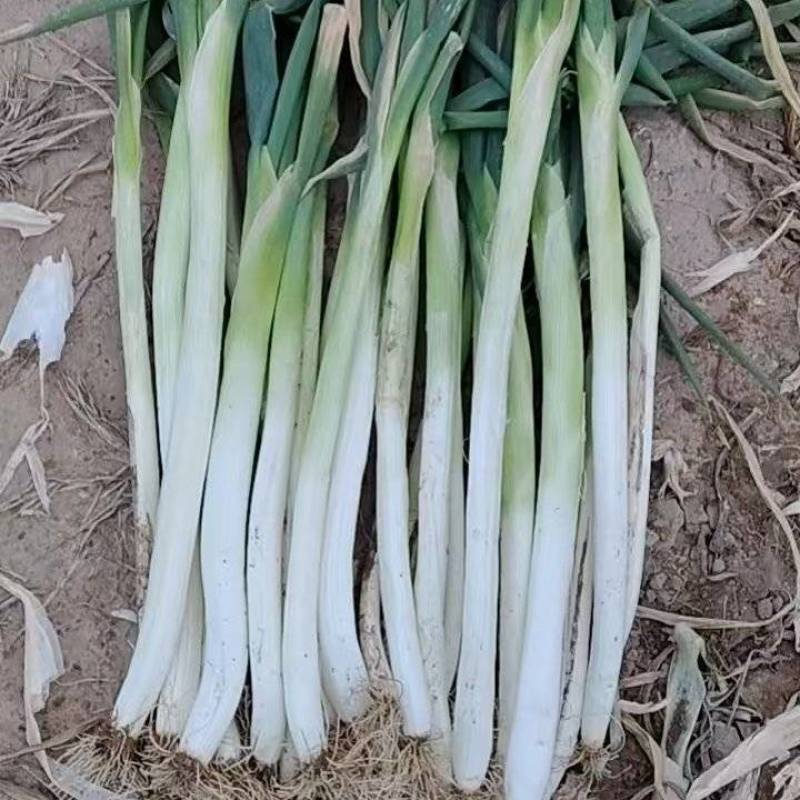 自家种植60亩大葱