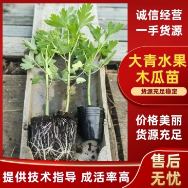 木瓜苗大青水果木瓜苗一手货源产地直销成活率高对接全国