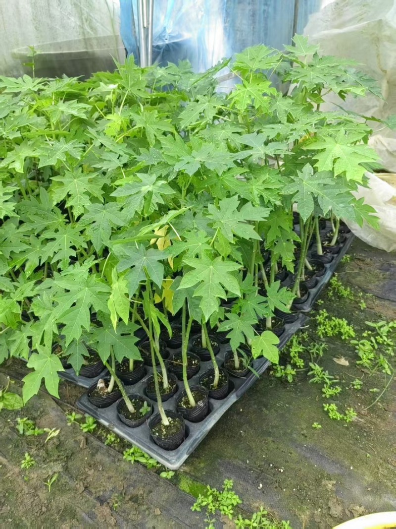 木瓜苗大青水果木瓜苗一手货源产地直销成活率高对接全国