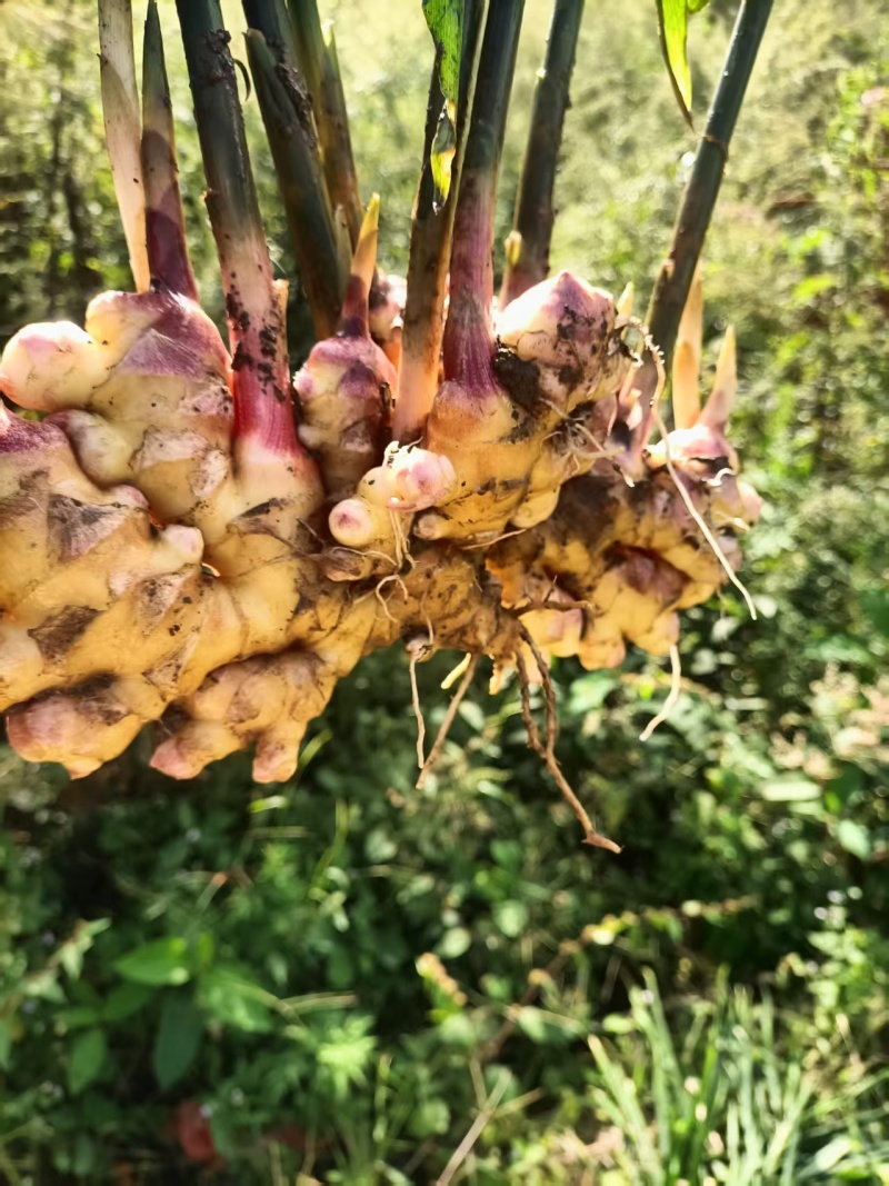 云南小黄姜湖南2号优质姜大量上市欢迎咨询