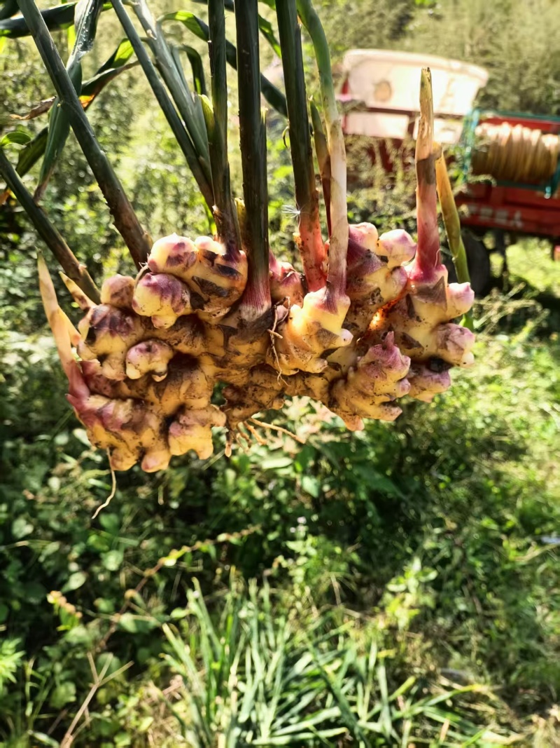 云南小黄姜湖南2号优质姜大量上市欢迎咨询