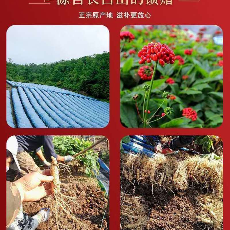 长白山正宗高丽参无糖红参别直参干人参粉煲汤泡酒佳品