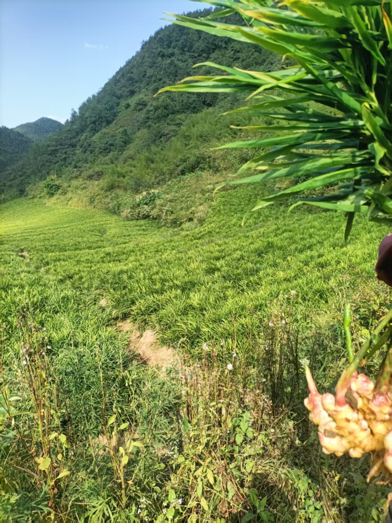 云南小黄姜湖南2号优质姜大量上市欢迎咨询