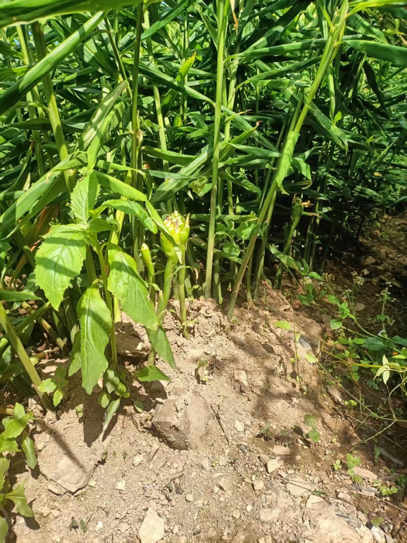 云南小黄姜湖南2号优质姜大量上市欢迎咨询