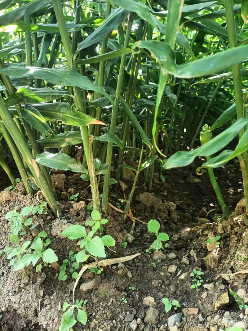 云南小黄姜湖南2号优质姜大量上市欢迎咨询