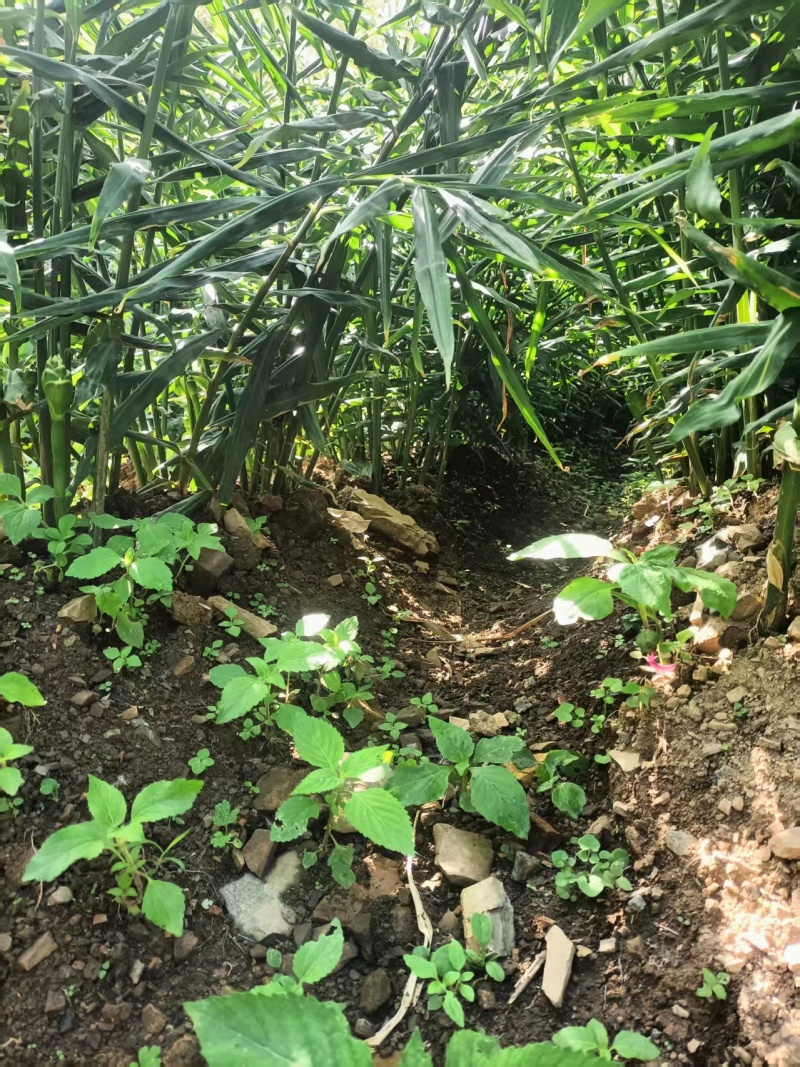 云南小黄姜湖南2号优质姜大量上市欢迎咨询