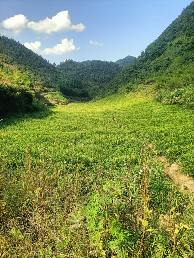 云南小黄姜湖南2号优质姜大量上市欢迎咨询